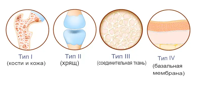 Основные типы коллагена